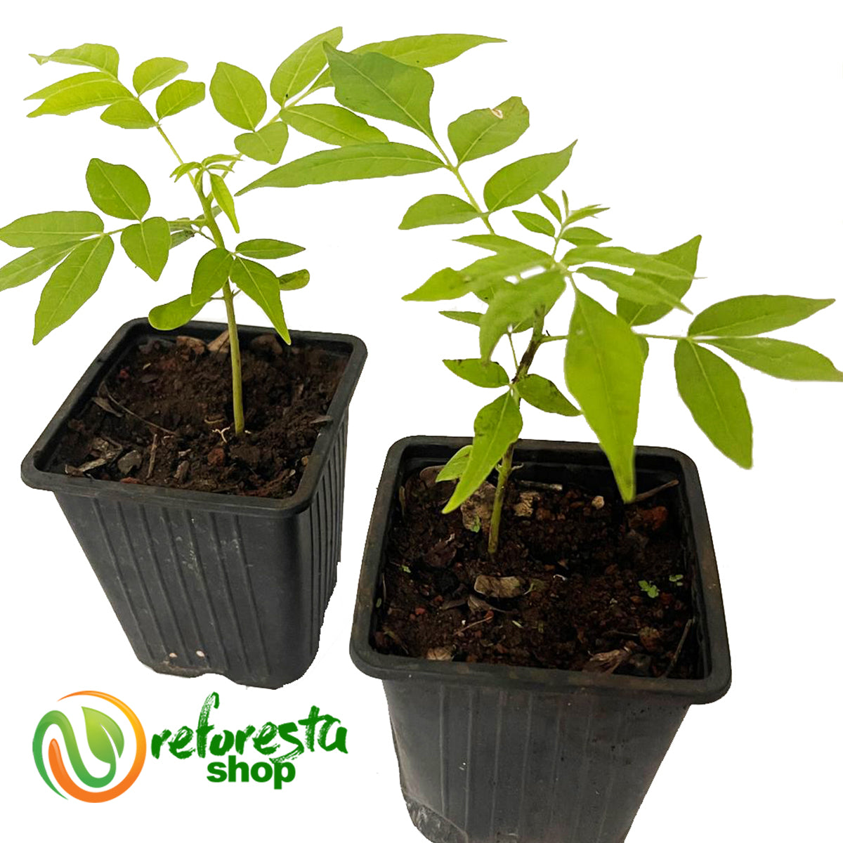 Arbolitos De CEDRO (Cedrela Odorata) - 20 Pack – ReforestaShop